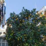 ...palme, alberi di cachi, limoni...
